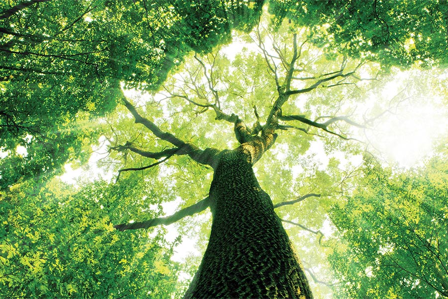 Der majestätische Anblick eines Baumes, aufgenommen aus der Froschperspektive, hebt die Schönheit und Bedeutung der Natur hervor. Der Baum steht als Sinnbild für Wachstum, Stärke und ein tief verwurzeltes Engagement für ökologische Nachhaltigkeit – Werte, die von der CO-HOTEL Factory geteilt und gefördert werden.
